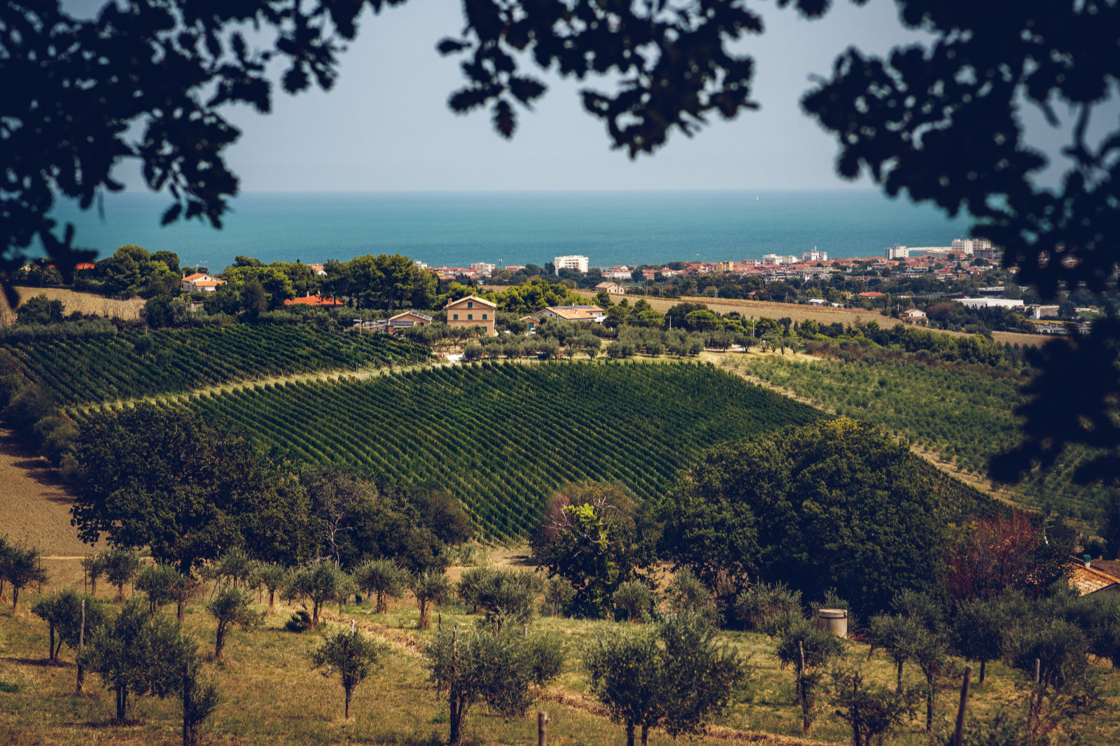 azienda vitivinicola sul mare adriatico